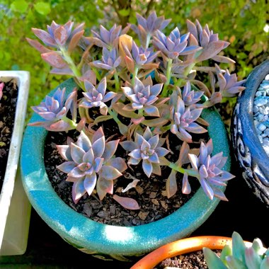 Graptopetalum Rose Queen
