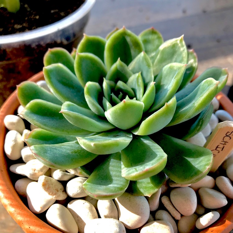 plant image 676136