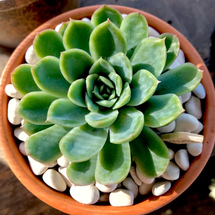 plant image 676149