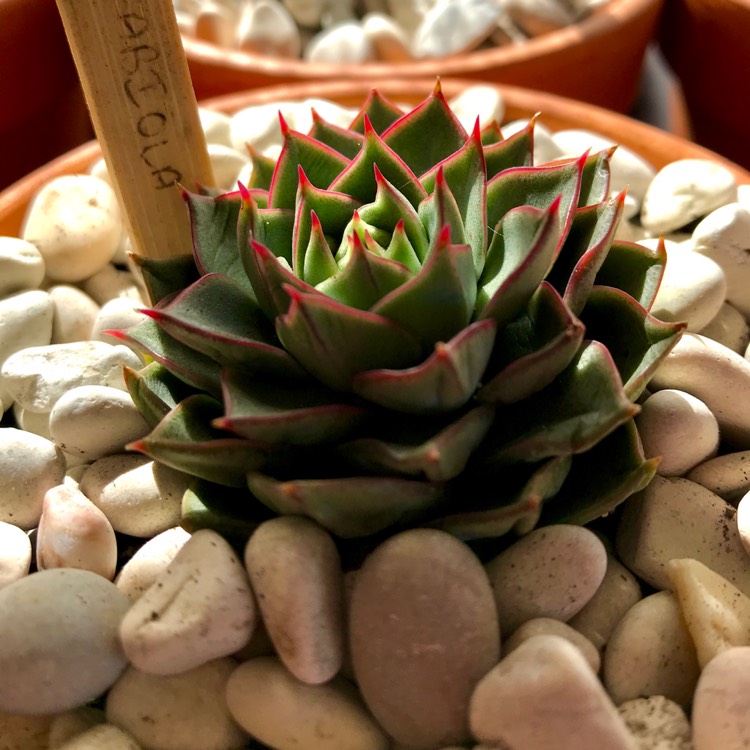 plant image 677325 plant image 677325