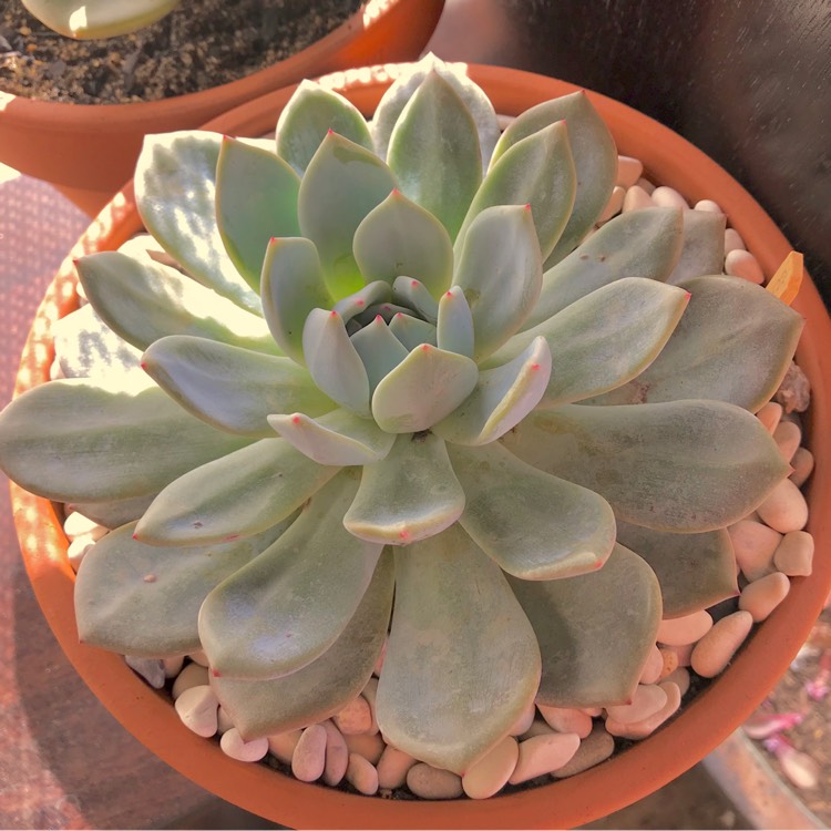 plant image 677449 plant image 677449