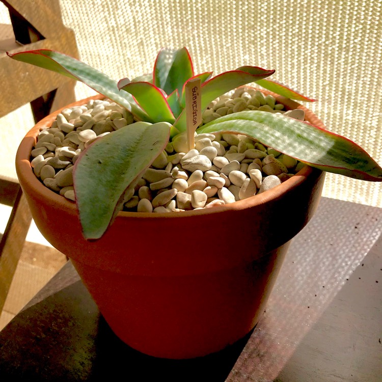 plant image 677458 plant image 677458