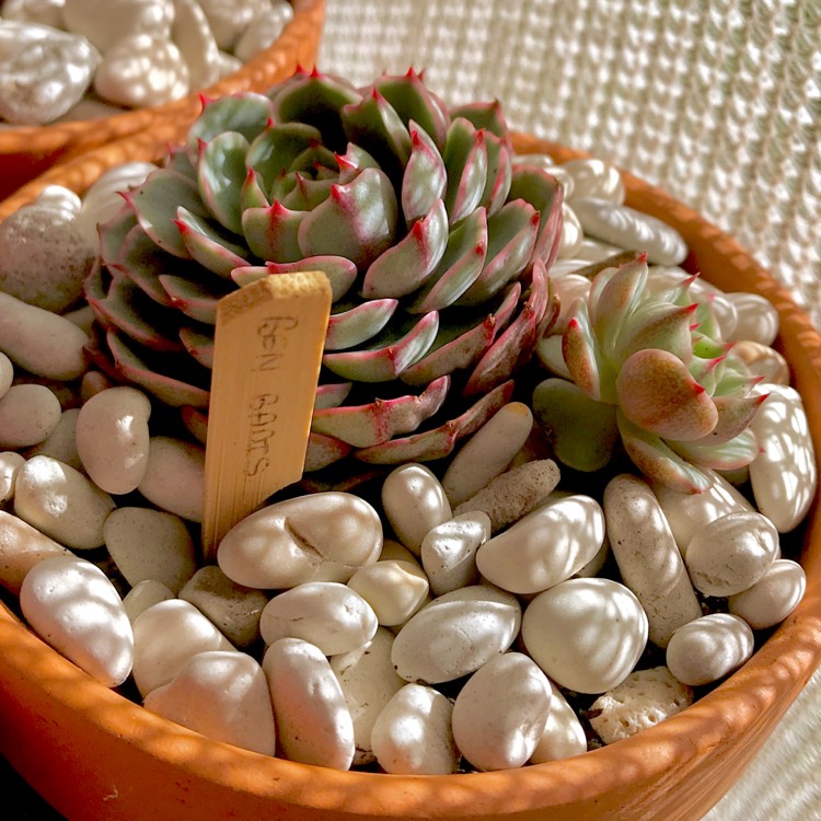 plant image 677475 plant image 677475