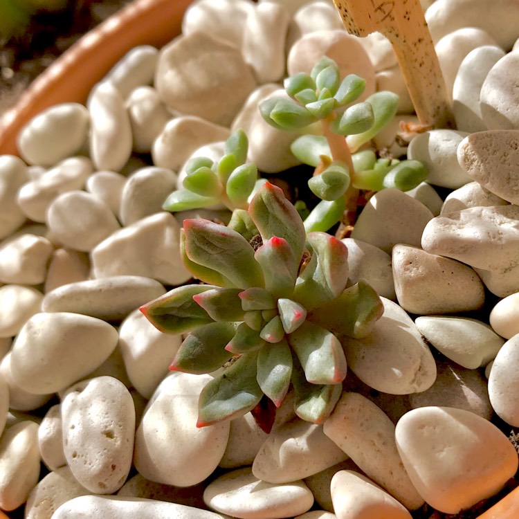 plant image 677492 plant image 677492