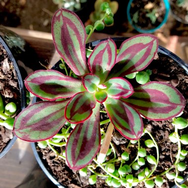 Echeveria Nodulosa