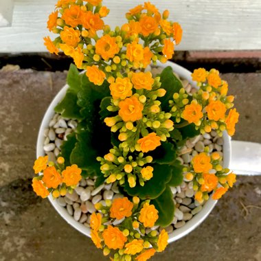 Kalanchoe Blossfeldiana