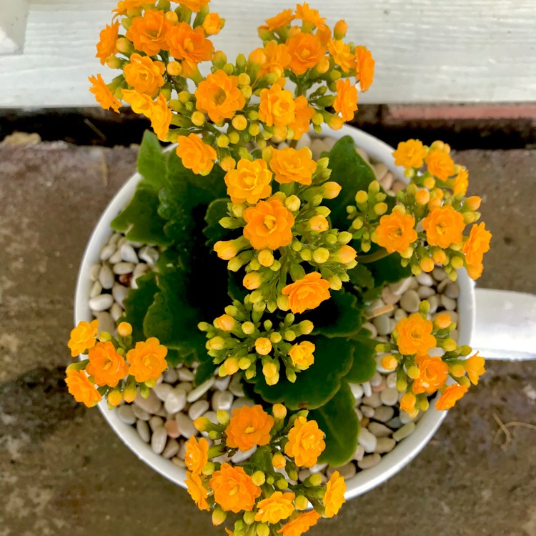 Plant image Kalanchoe Blossfeldiana