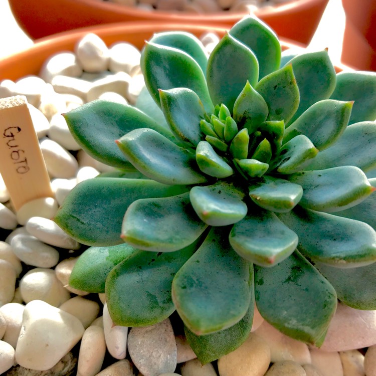 plant image 679068 plant image 679068