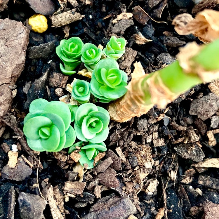 plant image 679660