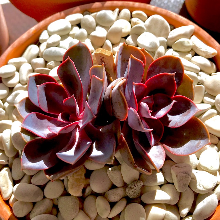 plant image 679952