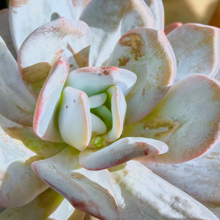 plant image 679963 plant image 679963
