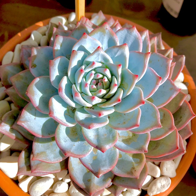 plant image 679969 plant image 679969