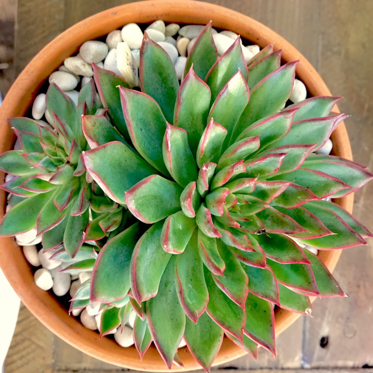 plant image 679970 plant image 679970
