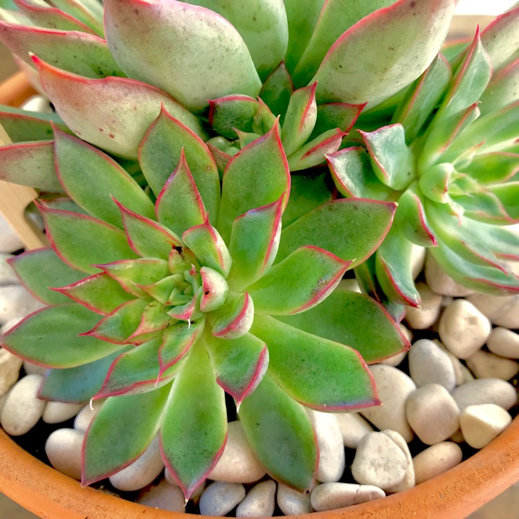 plant image 679973 plant image 679973