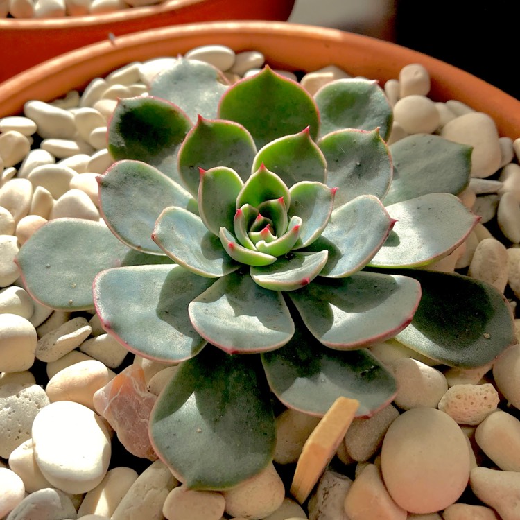 plant image 682351 plant image 682351