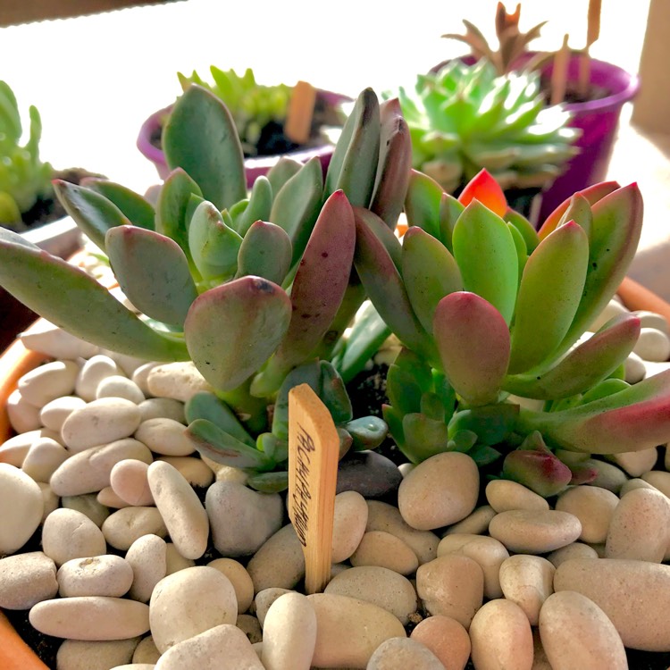 Plant image x Pachyveria Dr Cornelius