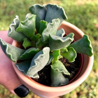 Adromischus cristatus