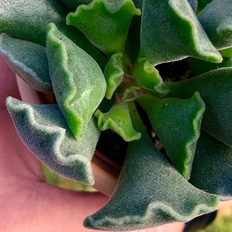 plant image 683213