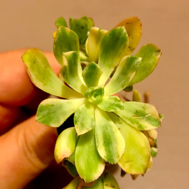 plant image 683413 plant image 683413