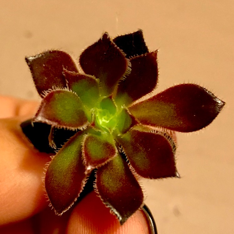 plant image 684164