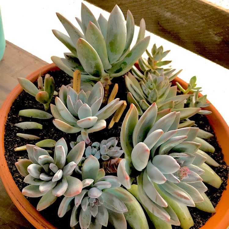 Plant image x Pachyveria Powder Puff
