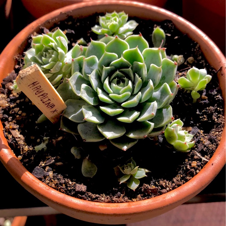 plant image 686057 plant image 686057