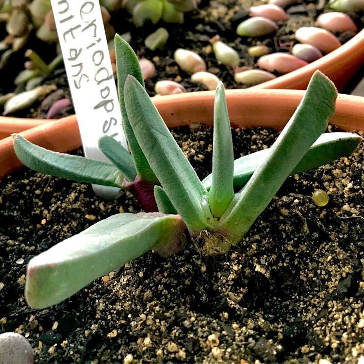 plant image 687192