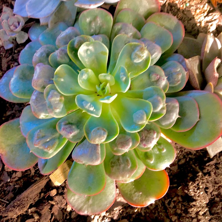 plant image 688652 plant image 688652