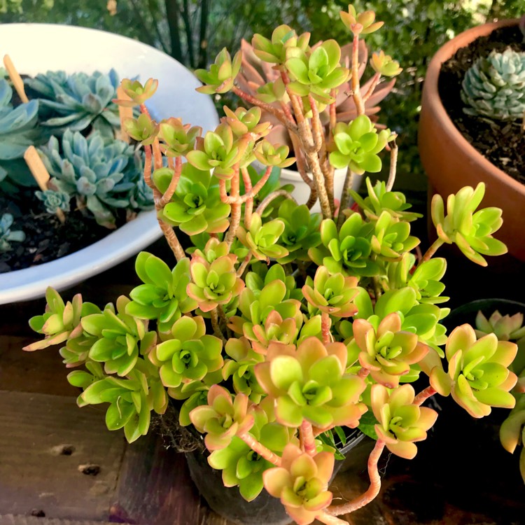plant image 688663