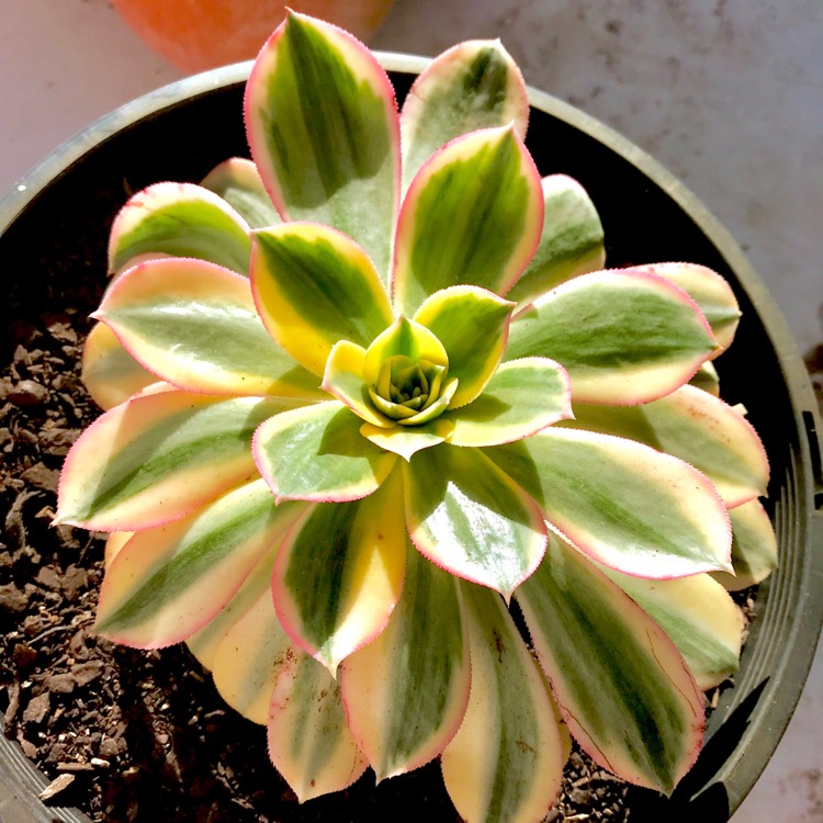 plant image 689167