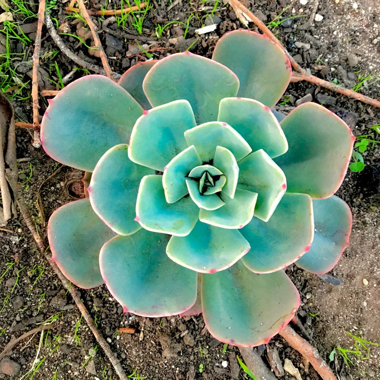 plant image 689711