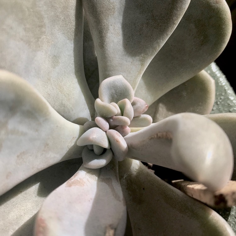 plant image 689879