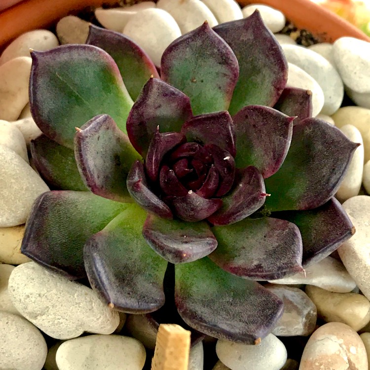 plant image 692403