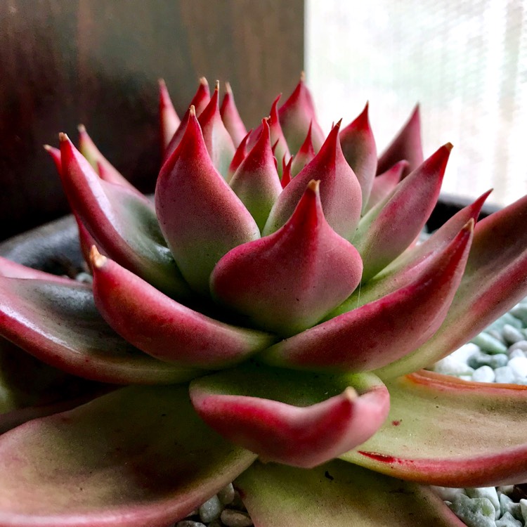 Plant image Echeveria Agavoides Gaya