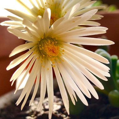 Fenestraria aurantiaca
