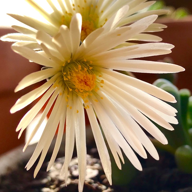 Plant image Fenestraria aurantiaca