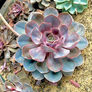 Echeveria Perle Von Nurnberg