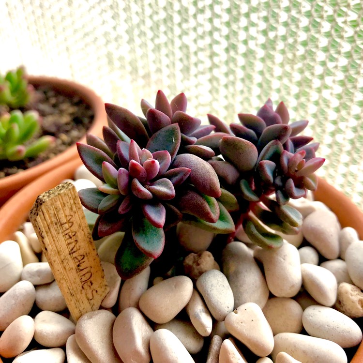 plant image 699716