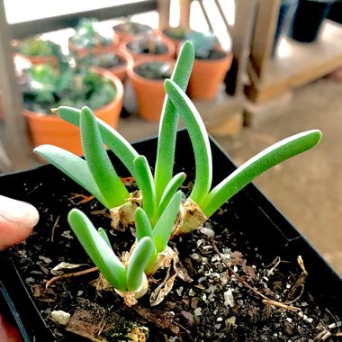 Cheiridopsis Rostrata
