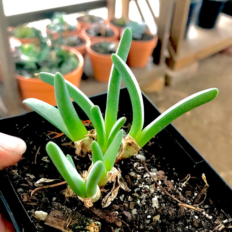 plant image 703477