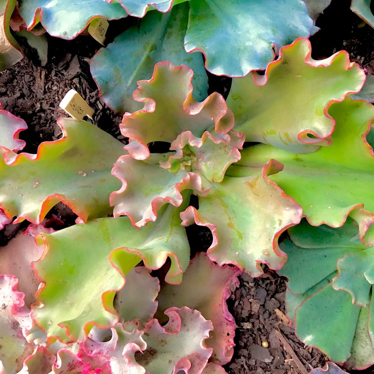 Plant image Echeveria Double Delight