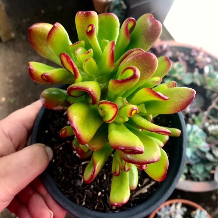 plant image 703876
