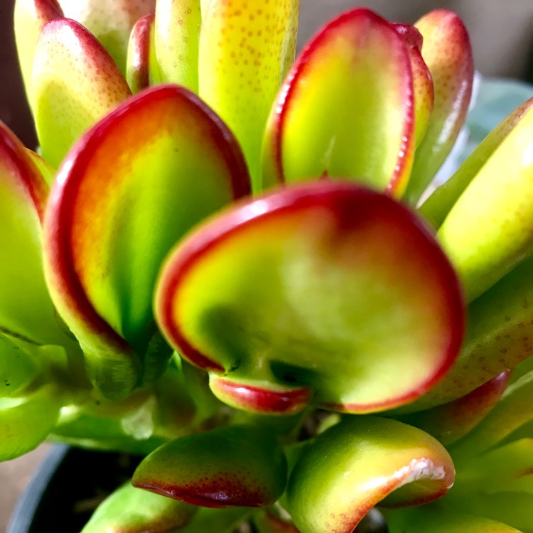 plant image 703915