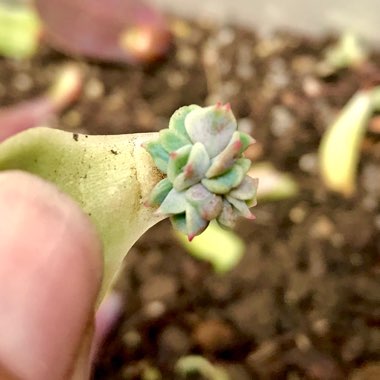 Echeveria Lola