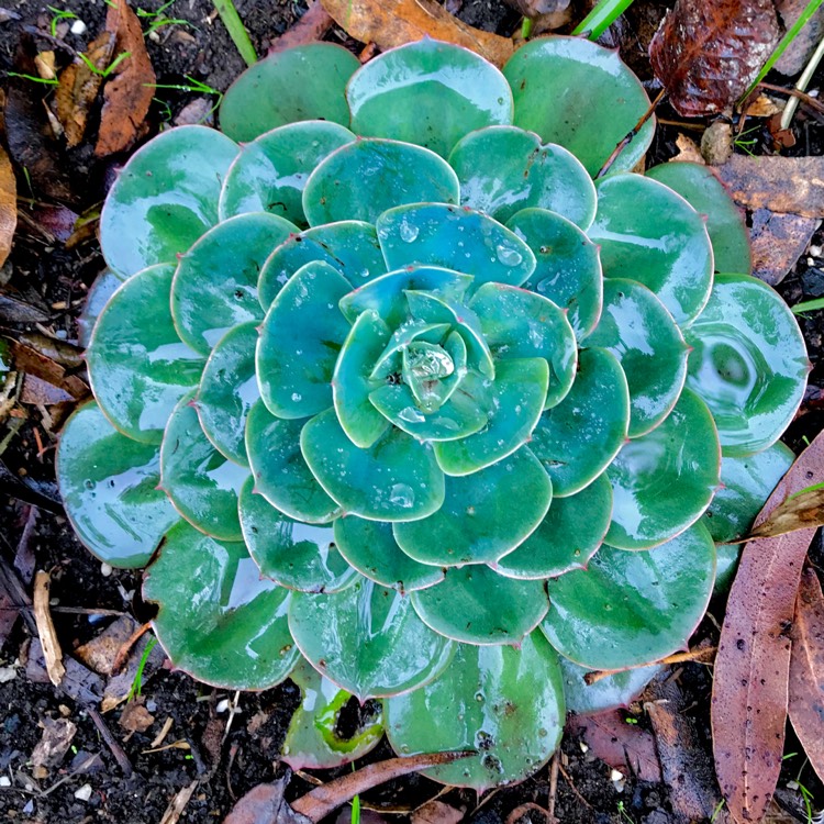 plant image 706652
