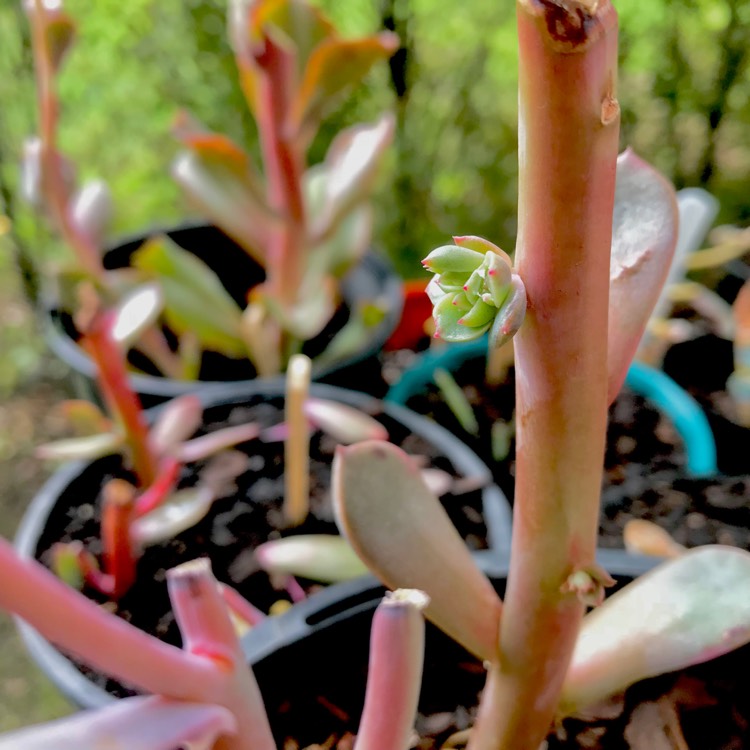 plant image 706674