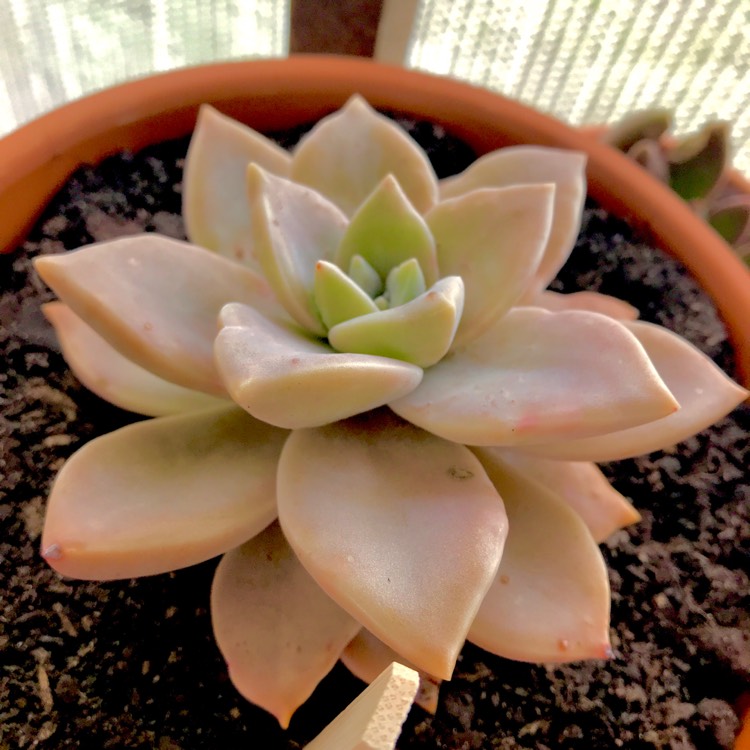 Plant image Graptopetalum Tricolour
