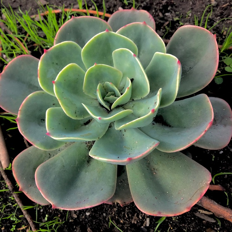 plant image 709677