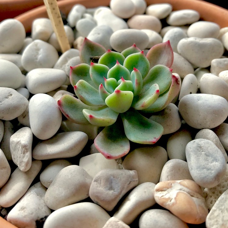 plant image 715265 plant image 715265