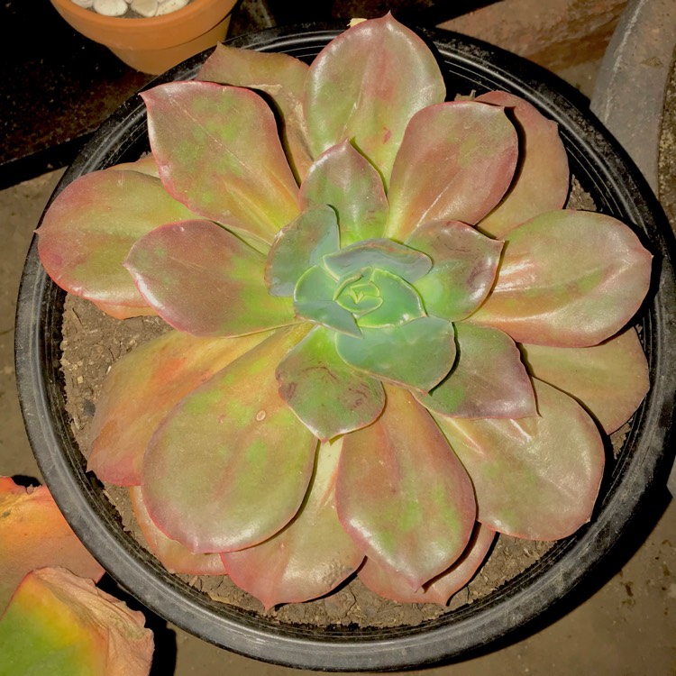 plant image 718027